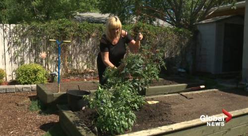 Laurel Gregory - The benefits of growing a garden during the COVID-19 crisis - globalnews.ca