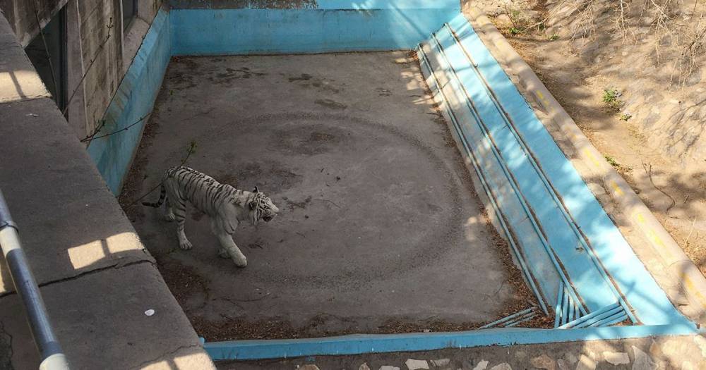 ‘Depressed’ tiger walks in endless circles at Beijing Zoo in disturbing footage - dailystar.co.uk - China - city Beijing