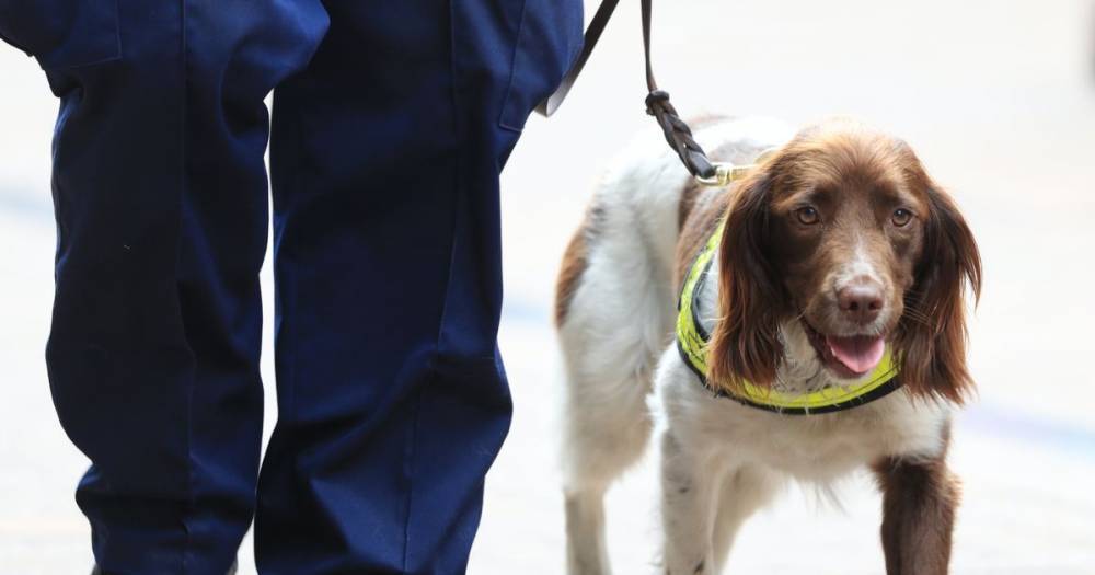 Dogs are being trained to detect coronavirus in asymptomatic passengers arriving at UK airports - manchestereveningnews.co.uk - Italy - Germany - Spain - Britain
