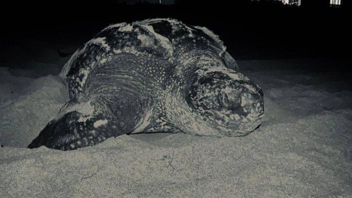 Juno Beach - Vulnerable sea turtles flourishing during coronavirus restrictions in Florida - fox29.com - state Florida