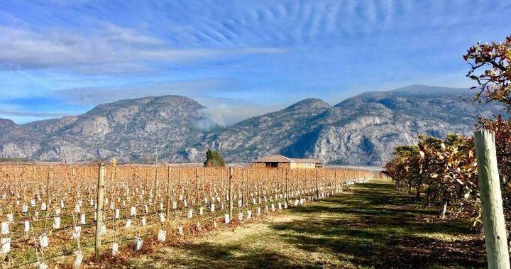 Osoyoos wine association creates fund to support laid-off hospitality workers amid COVID-19 pandemic - globalnews.ca - county Oliver