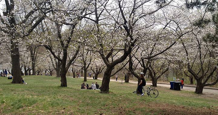 John Tory - Coronavirus: Toronto’s High Park to temporarily close in effort to stop cherry blossom crowds - globalnews.ca