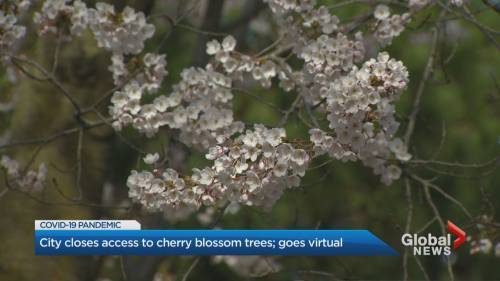 Kamil Karamali - Coronavirus: Toronto’s High Park set to close for cherry blossom season - globalnews.ca