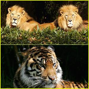 More Tigers & Lions Test Positive For Coronavirus at Bronx Zoo - justjared.com