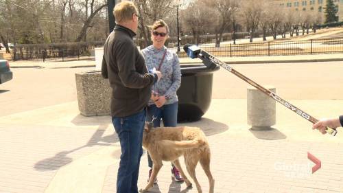 Regina celebrates a socially-distant Earth Day: ‘Nature starts at your back door’ - globalnews.ca