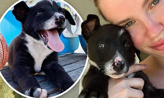 Alec Baldwin - Ireland Baldwin fosters puppy Pieces and shares heartwarming snaps of their first day together - dailymail.co.uk - Usa - Ireland