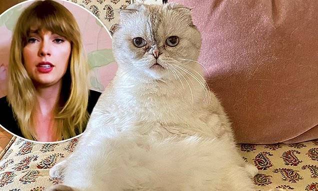 Olivia Benson - Taylor Swift shares funny photo of her cat Olivia Benson to Instagram - dailymail.co.uk - Scotland
