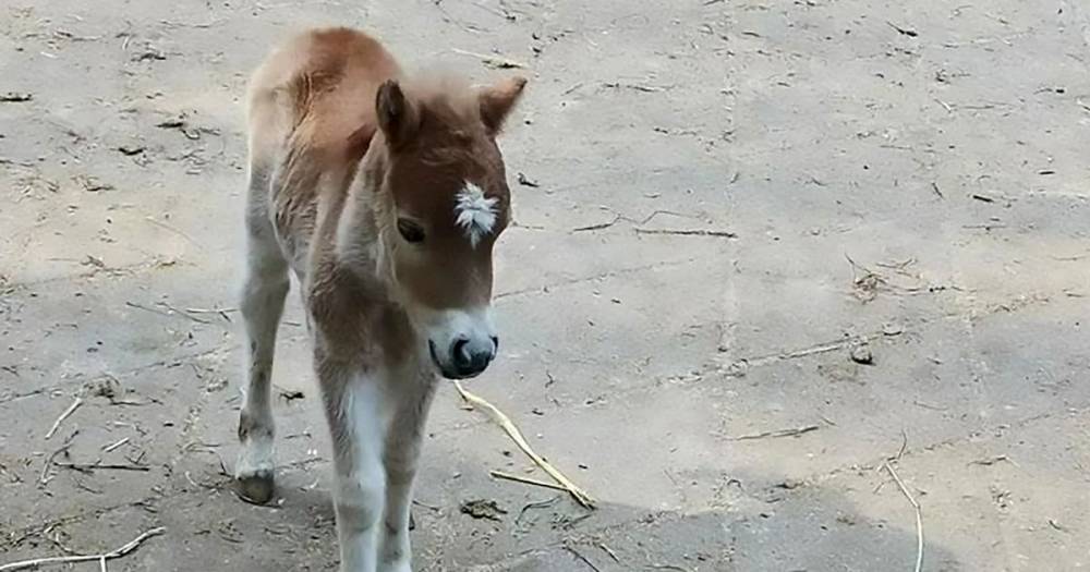 Coronavirus epicentre Wuhan reopens zoo with pony named ‘End Lockdown’ - dailystar.co.uk - China - province Hubei - city Wuhan, China