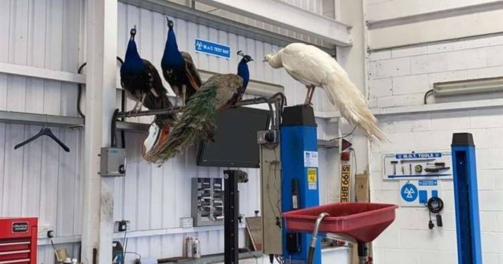 MOT garage invaded by peacocks during Covid-19 lockdown as mechanic runs out screaming - dailystar.co.uk