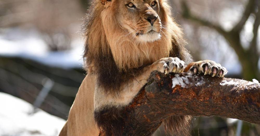 Lions become latest big cats to catch coronavirus at Bronx Zoo - dailystar.co.uk