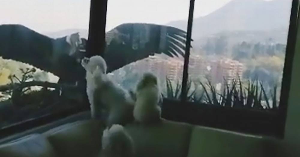 Huge birds of prey strike at window trying to reach small dogs inside flat - mirror.co.uk - Usa - France