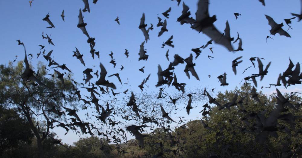 Bat survey identifies six new coronaviruses - medicalnewstoday.com - Burma