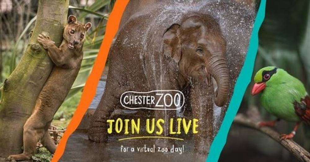 Chester Zoo's elephants will be having a pool party in this week's live virtual tour - manchestereveningnews.co.uk