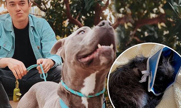 Henry Golding - Noelle Balfour - Crazy Rich Asians star Henry Golding's newly fostered pitbull accused of mauling small dog in park - dailymail.co.uk - Los Angeles