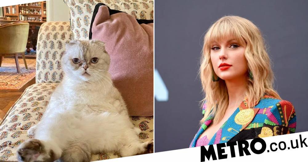 Olivia Benson - Taylor Swift’s befuddled cat is all of us in coronavirus lockdown - metro.co.uk