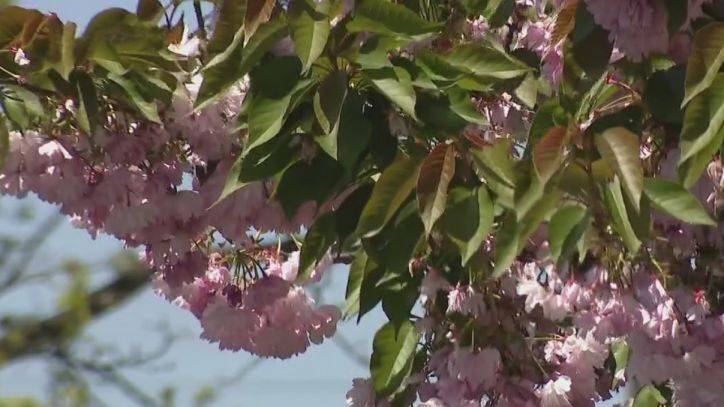 Joyce Evans - Hay fever or virus? For allergy sufferers, a season of worry - fox29.com - state Pennsylvania