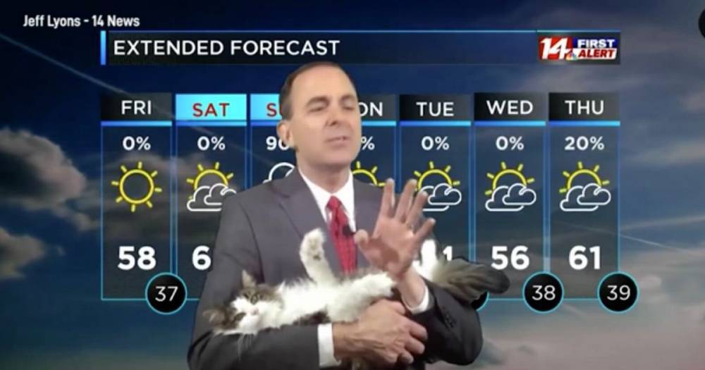 Cat becomes internet star after interrupting weather forecast from home - dailystar.co.uk - Usa - state Indiana