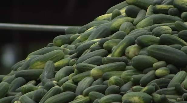 Mount Dora farm sells produce to Publix program donating to food banks during coronavirus pandemic - clickorlando.com