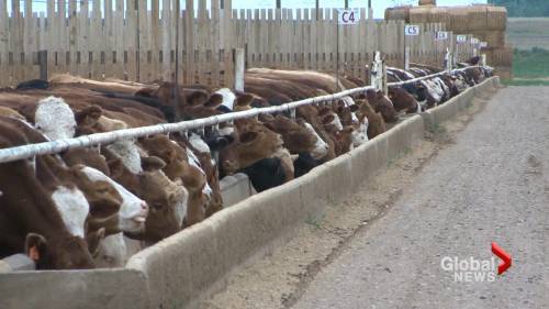 Eloise Therien - Coronavirus: What closures and restrictions on Canada’s 2 largest meat packing plants means for the cattle industry - globalnews.ca - Canada
