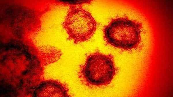 Key nose cells identified as likely entry points of novel coronavirus - livemint.com - Britain - Netherlands - city Sanger