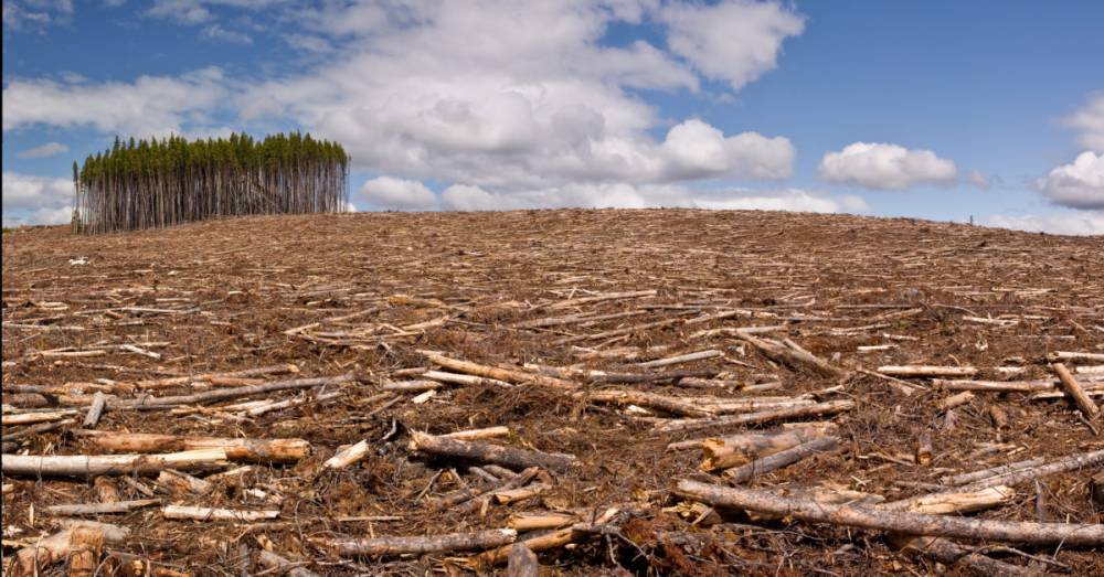 Deforestation may drive animal-to-human infections - medicalnewstoday.com