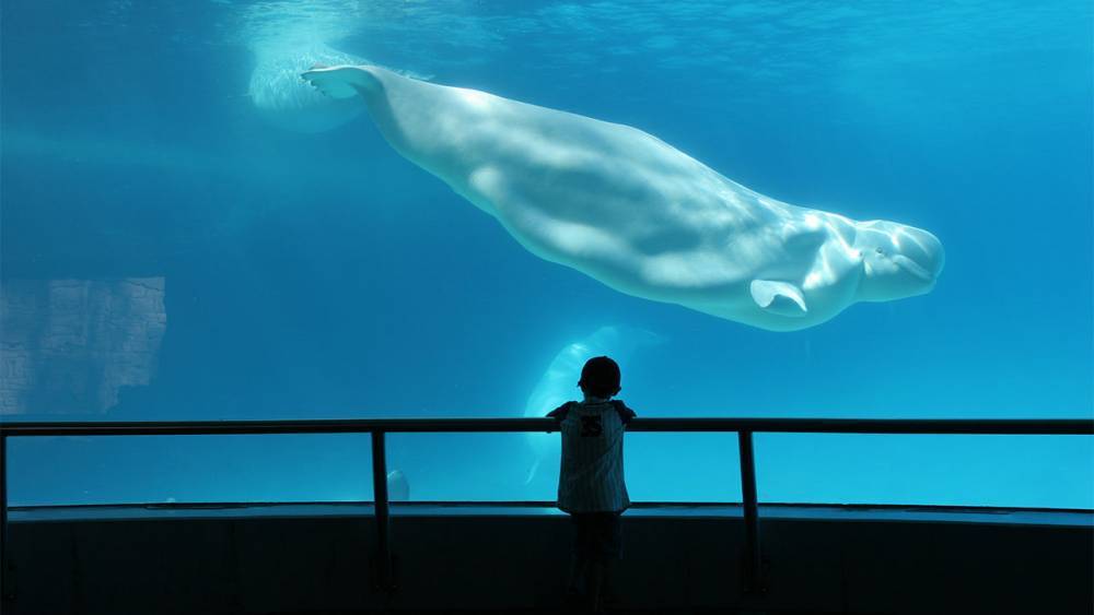Wilbur Ross - Plan to move beluga whales from Canada to U.S. aquarium sparks controversy - sciencemag.org - Usa - Canada - state Connecticut