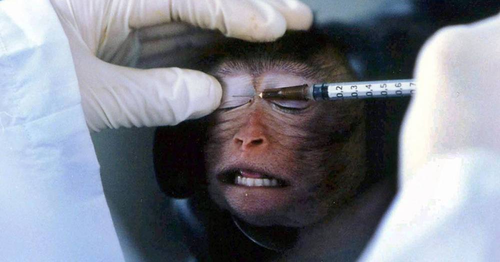 New coronavirus vaccine 'protects monkeys from infection' says Chinese biotech firm - dailystar.co.uk - China