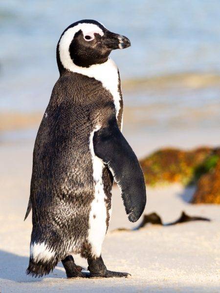 Celebrating World Penguin Day – And The Staff At SANCCOB - peoplemagazine.co.za - South Africa