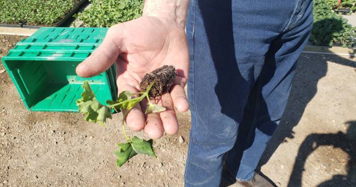 ‘People are just dying to get plants’: Lethbridge-area garden centres slammed with curbside orders - globalnews.ca - county Lethbridge