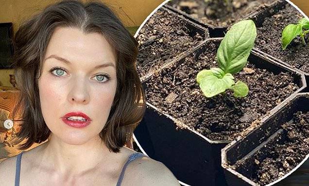 Milla Jovovich - Milla Jovovich flaunts her flawless mug while partaking in 'a bit of weekend gardening glam' at home - dailymail.co.uk - city Beverly Hills