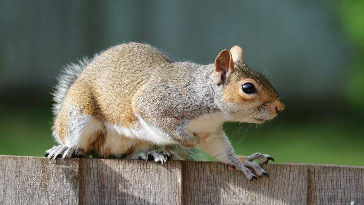 Outbreak leads to less roadkill, spike of squirrels rescues - fox29.com - state Pennsylvania - city Harrisburg, state Pennsylvania - county Hamilton