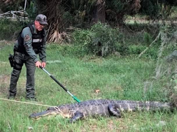 Florida authorities warn of road rage among mating gators - clickorlando.com - state Florida - county Manatee