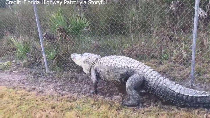 Gator seen taking stroll along Florida’s ‘Alligator Alley’ roadway - fox29.com - state Florida - county Collier - city Naples, state Florida