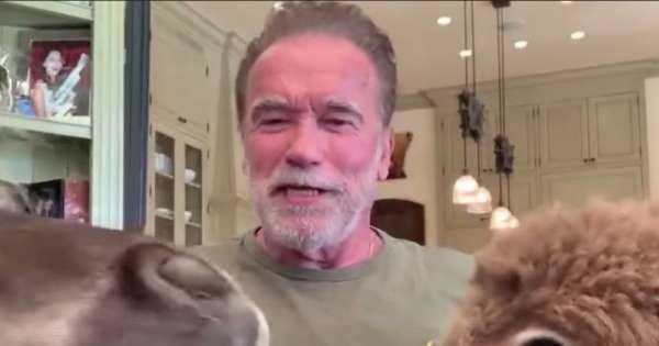 Arnold Schwarzenegger - Jimmy Kimmel - Jimmy Kimmel at Home: Arnold Schwarzenegger interview interrupted by donkey and a tiny horse - msn.com - state California