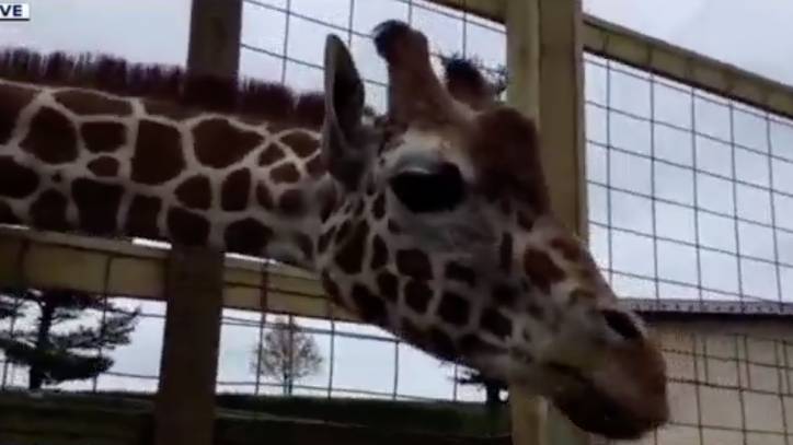 Elmwood Park Zoo allows animals to make appearances in Zoom calls - fox29.com - state Pennsylvania - county Montgomery - city Houston