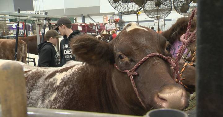 Agribition moves ahead despite uncertainty: ‘As long as we’re able, we’ll be ready’ - globalnews.ca