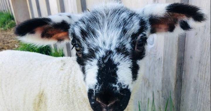 Jess Brady - Ilderton, Ont., farm looks to add lamb levity to your quarantine Zoom calls - globalnews.ca - London
