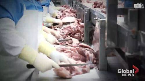 Coronavirus outbreak: COVID-19 pandemic takes toll on U.S. meat producers - globalnews.ca - Usa