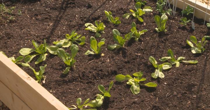 Vegetables, a growing trend in this year’s gardens in the Okanagan - globalnews.ca - county Ontario - city Ontario
