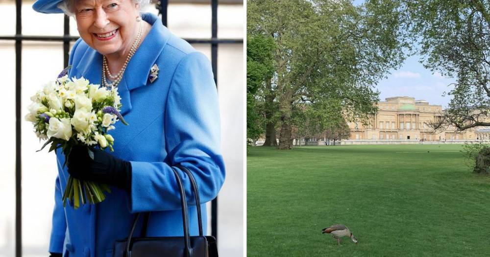 Windsor Castle - The Queen has offered a rare glimpse of the stunning Buckingham Palace gardens - ok.co.uk