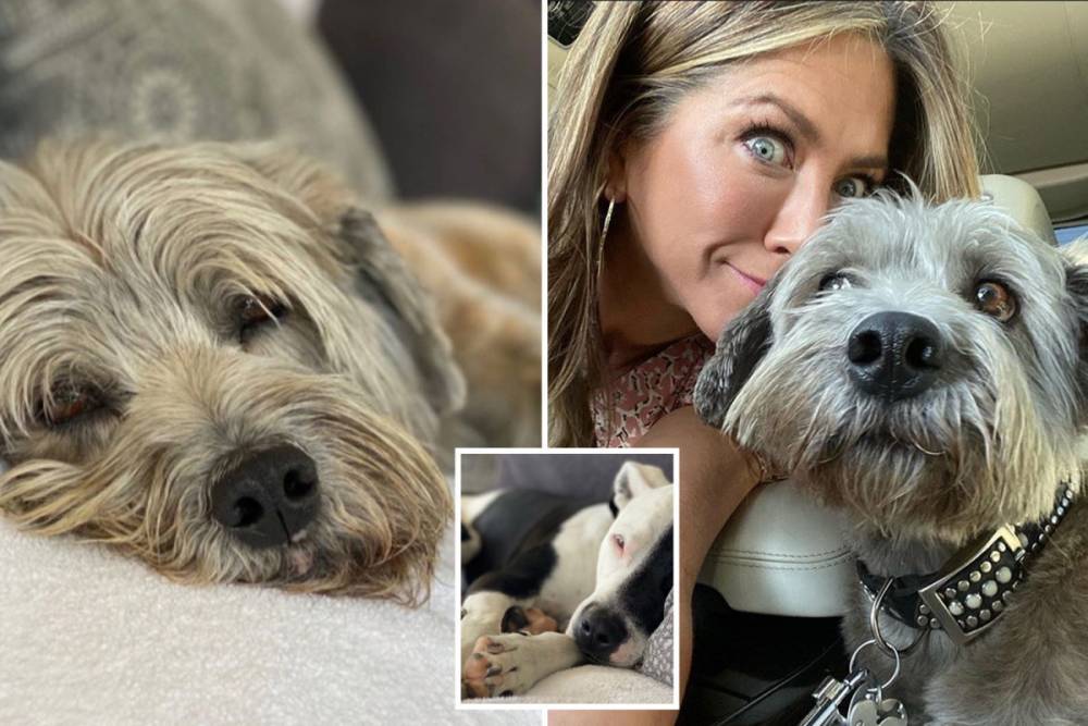 Jennifer Aniston - Jennifer Aniston gives fans a rare glimpse into her home as adorable pet dogs relax on her couch - thesun.co.uk - Usa