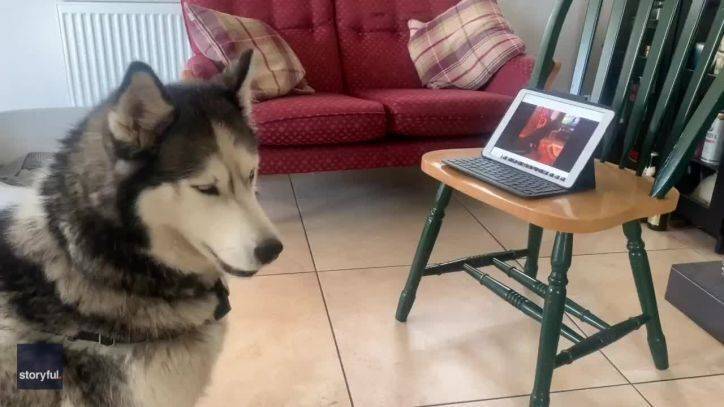 Dog buddies ‘chat’ on video call during COVID-19 lockdown - fox29.com - Ireland