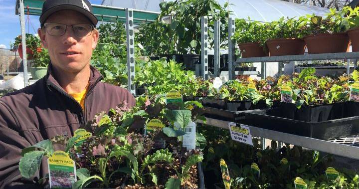 COVID-19 pandemic has Calgary gardeners planting more veggies, ‘growing their own food’ - globalnews.ca - county Garden - county Centre