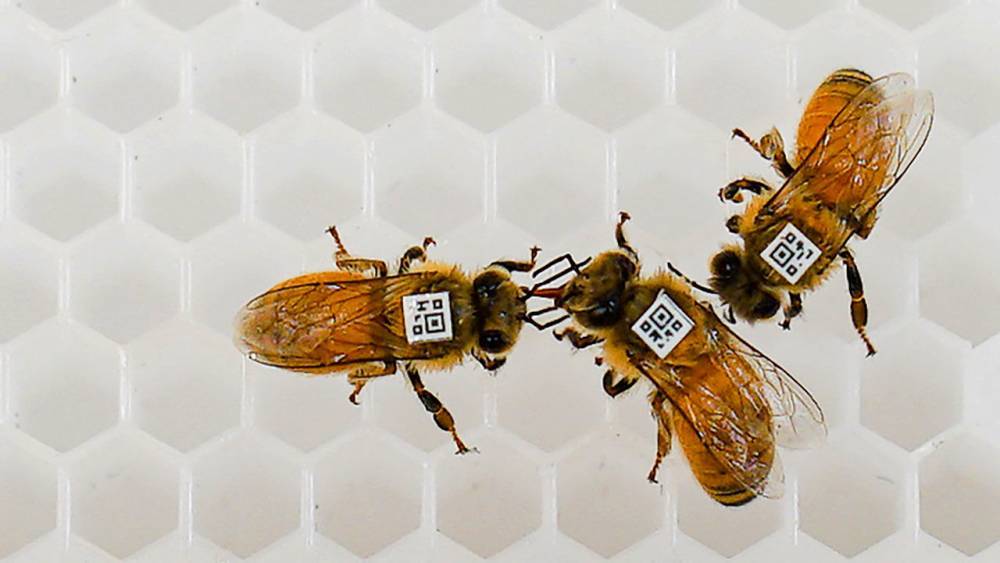 Deadly virus turns honey bees into Trojan horses - sciencemag.org - Israel