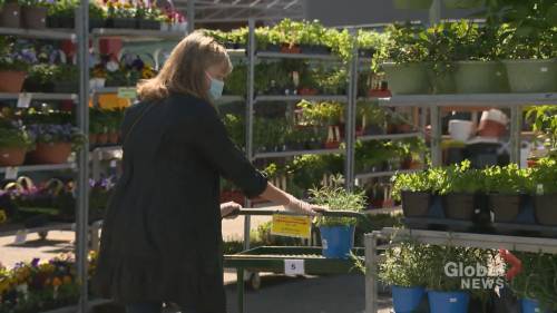 Gil Tucker - COVID-19 pandemic gets Calgary gardeners planting more veggies: ‘Growing their own food’ - globalnews.ca
