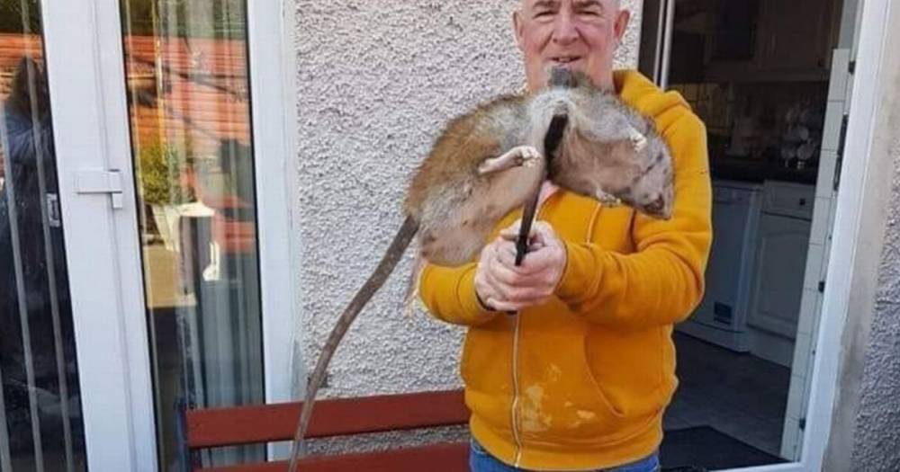 Man catches giant rat he 'can hold up with two hands' after grandkids spotted it - dailystar.co.uk