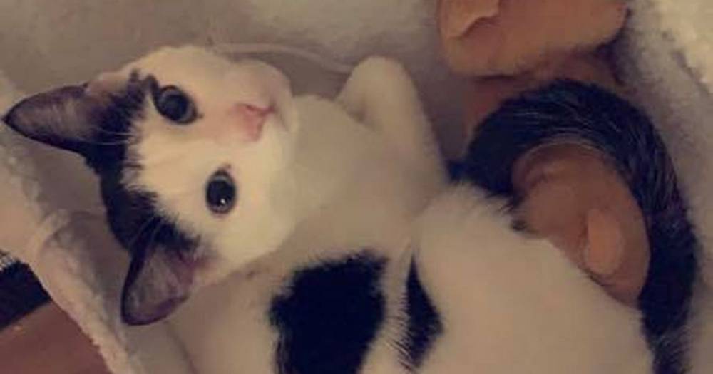 Scots mum tells of horror after beloved kitten found hanged in freak accident - dailyrecord.co.uk - Scotland