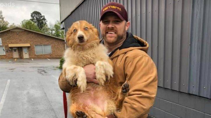 Eric Johnson - Tennessee family reunited with dog 54 days after deadly tornadoes - fox29.com - Australia - state Tennessee - county Johnson - county Putnam