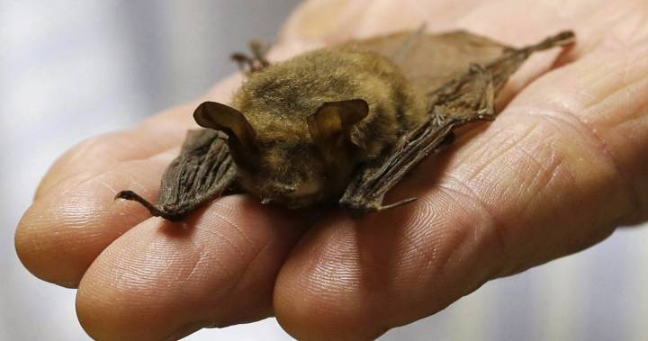 Misunderstood bats getting a bad rap due to coronavirus, says Winnipeg biologist - globalnews.ca - China