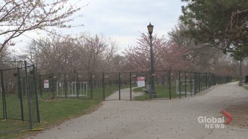 Trinity Bellwoods - City of Toronto installs fencing around Trinity Bellwoods cherry blossoms - globalnews.ca